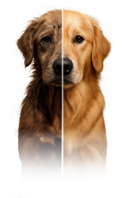 Adopted dog